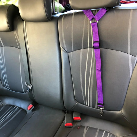Backseat Dog Harness and Leash