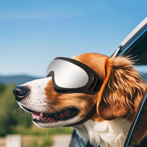 Outdoor Dog Goggles Eye Shield