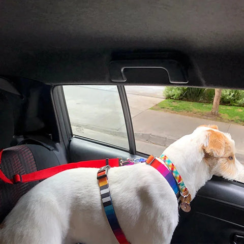Backseat Dog Harness and Leash
