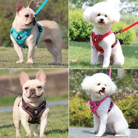 Kitten Puppy Chest Strap Harness
