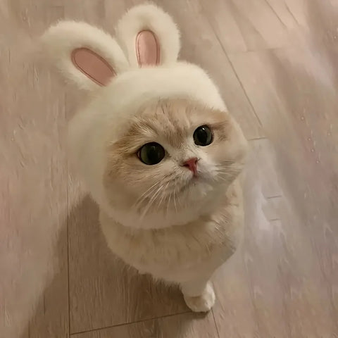 Bunny Ears Cat Hat Pet Costume