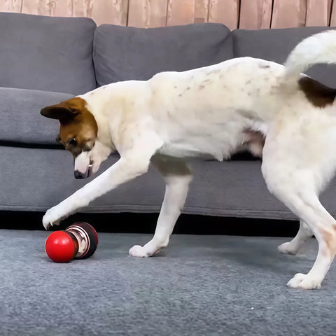 Food Dispensing Pet Ball