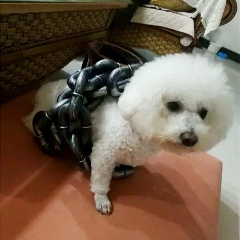 Funny Pet Chain Leash