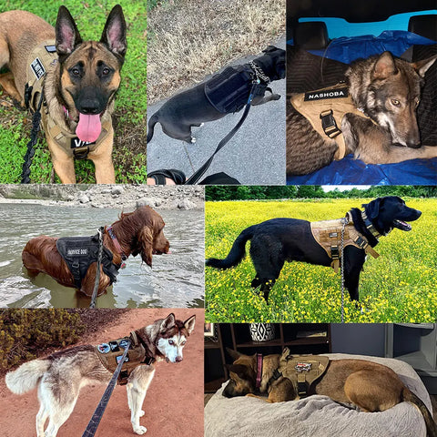 Large Dog Harness Collar and Leash